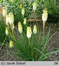 Kniphofia Buttercup