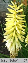 Kniphofia Buttercup