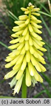 Kniphofia Buttercup