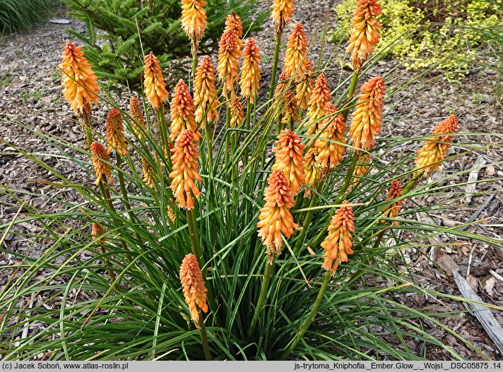 Kniphofia Ember Glow