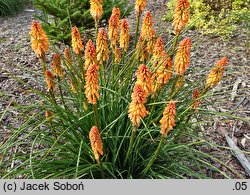 Kniphofia Ember Glow