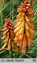 Kniphofia Ember Glow