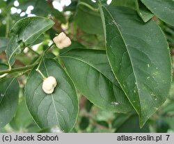 Euonymus hamiltonianus (trzmielina Hamiltona)