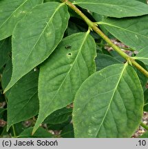 Euonymus sachalinensis (trzmielina sachalińska)