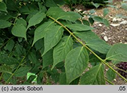 Euonymus sachalinensis (trzmielina sachalińska)