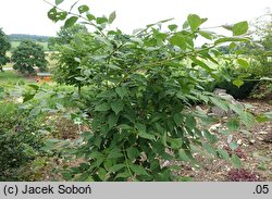 Euonymus sachalinensis (trzmielina sachalińska)