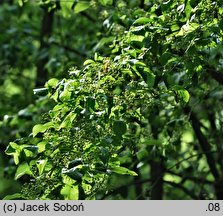 Euonymus phellomanus (trzmielina korkowa)