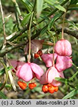 Euonymus nanus var. turkestanicus (trzmielina niska odm. turkiestańska)