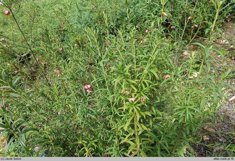 Euonymus nanus var. turkestanicus (trzmielina niska odm. turkiestańska)