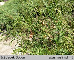 Euonymus nanus var. turkestanicus (trzmielina niska odm. turkiestańska)