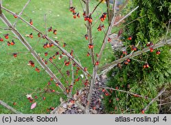 Euonymus alatus (trzmielina oskrzydlona)