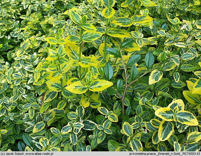 Euonymus fortunei Emerald'n Gold