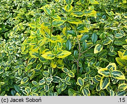 Euonymus fortunei Emerald'n Gold