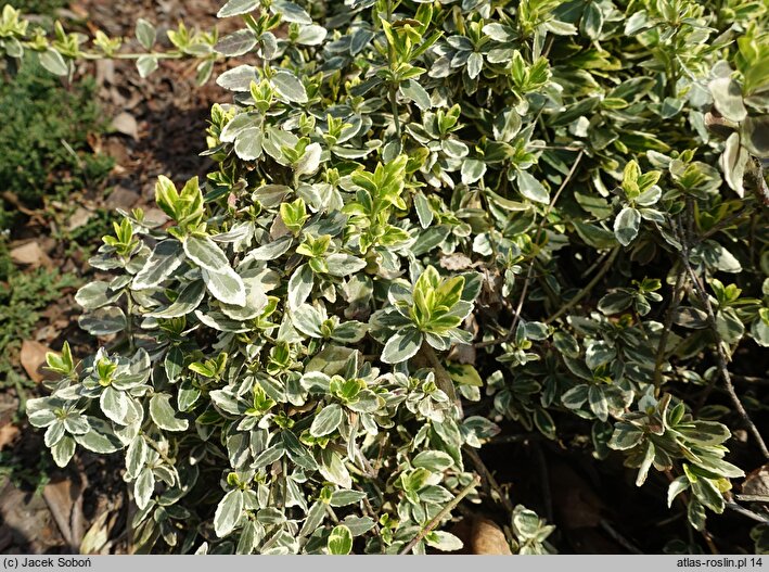 Euonymus fortunei Gracilis