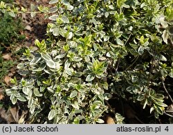 Euonymus fortunei Gracilis