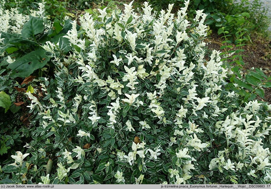 Euonymus fortunei Harlequin