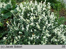 Euonymus fortunei Harlequin