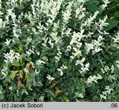 Euonymus fortunei Harlequin