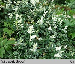 Euonymus fortunei Harlequin