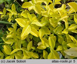 Euonymus fortunei Sheridan Gold