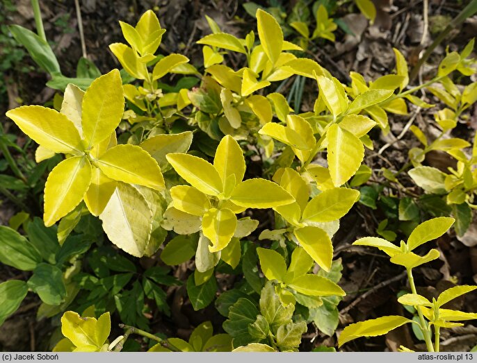 Euonymus fortunei Sheridan Gold