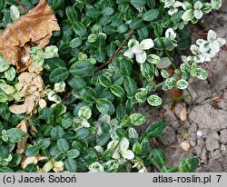 Euonymus fortunei Silverstone