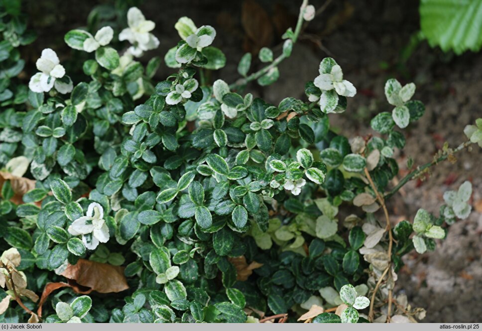 Euonymus fortunei Silverstone