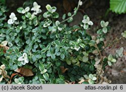 Euonymus fortunei Silverstone