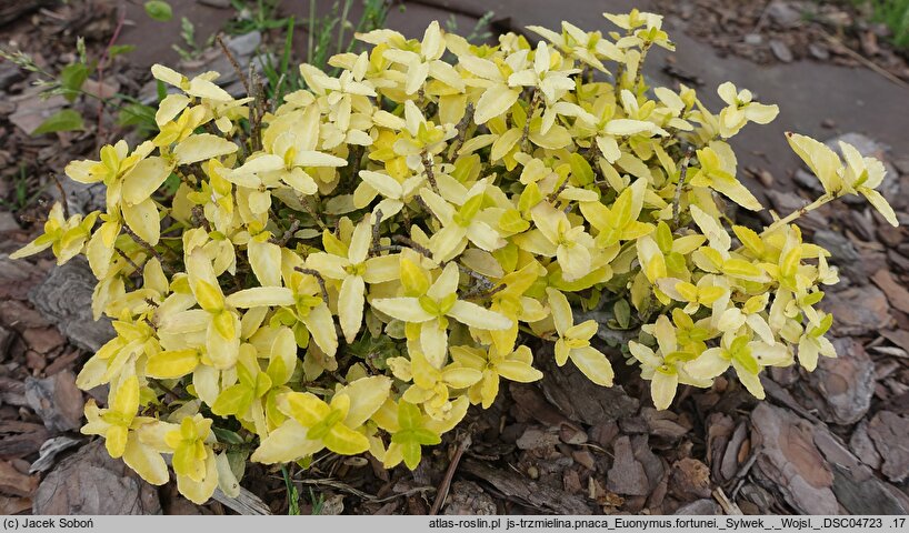Euonymus fortunei Sylwek