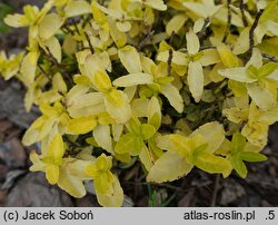 Euonymus fortunei Sylwek
