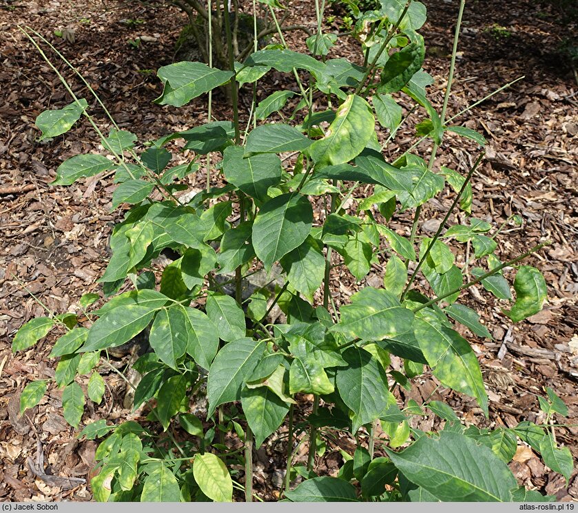 Euonymus cornutus (trzmielina rogata)