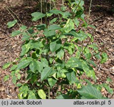 Euonymus cornutus (trzmielina rogata)