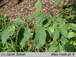 Euonymus cornutus (trzmielina rogata)