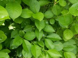 Euonymus europaeus (trzmielina zwyczajna)