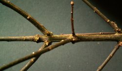 Euonymus europaea (trzmielina zwyczajna)