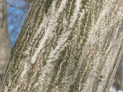 Euonymus europaeus (trzmielina zwyczajna)