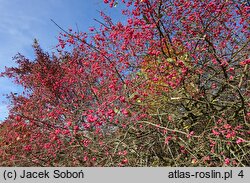 Euonymus europaea (trzmielina zwyczajna)