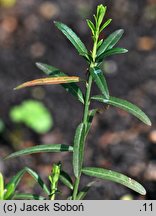 Euonymus nanus var. turkestanicus (trzmielina niska odm. turkiestańska)