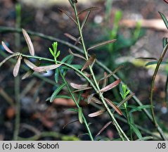 Euonymus nanus var. turkestanicus (trzmielina niska odm. turkiestańska)