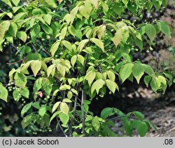 Euonymus sachalinensis (trzmielina sachalińska)