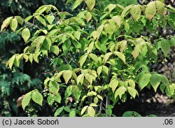 Euonymus sachalinensis (trzmielina sachalińska)