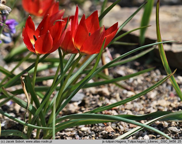 Tulipa hageri (tulipan Hagera)