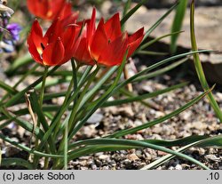 Tulipa hageri (tulipan Hagera)