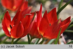 Tulipa hageri (tulipan Hagera)