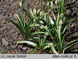 Tulipa tarda (tulipan późny)