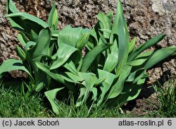 Tulipa Gold West