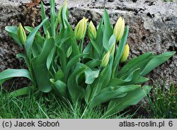 Tulipa Gold West