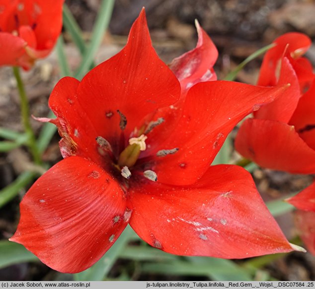 Tulipa linifolia Red Gem