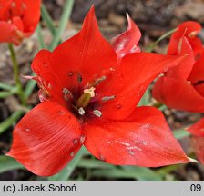 Tulipa linifolia Red Gem