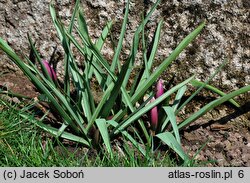 Tulipa humilis var. pulchella (tulipan nadobny)